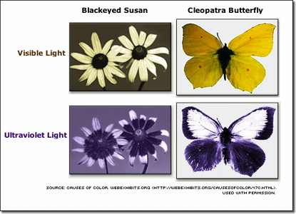 Visible
        & Ultraviolet LIght