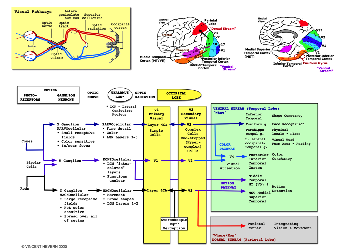 Visual
          System Summary Diagram