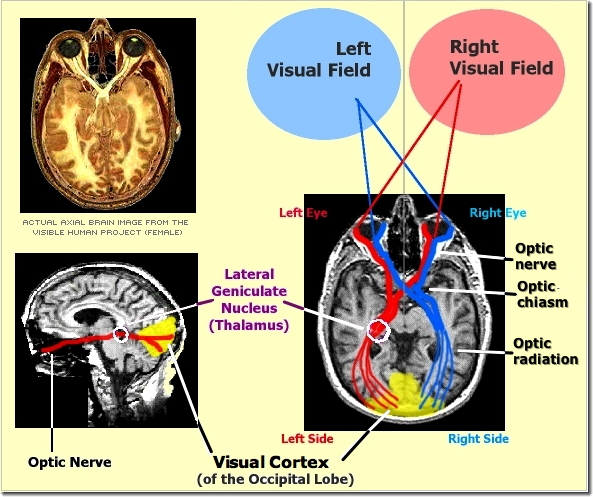(Visual
            Pathway)