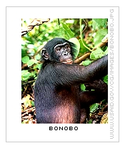 [Bonobo]