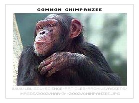 [Chimpanzee]