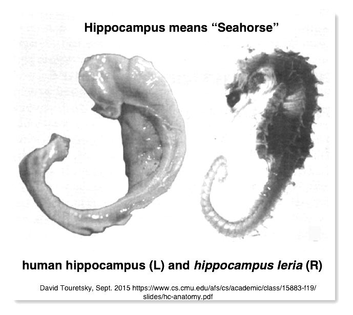 Hippocampus
            & Seahorse
