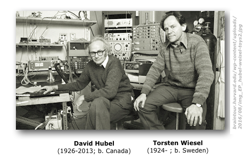 Hubel & Wiesel