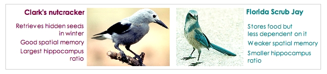 [Jays & hippocampal
                  size]