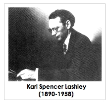 [Karl
            S. Lashley]