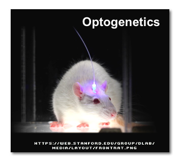 Optogenetics: Rat Brain