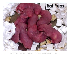 Rat Pups