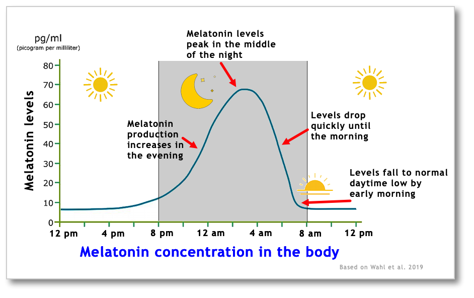 24-hour human melatonin cycle