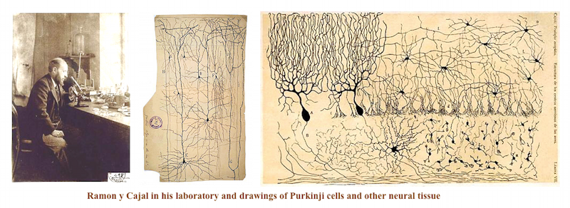 Ramon y Cajal
and neural cells
