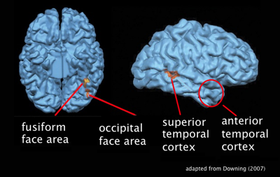 Face Recognition Cortical
                    Map