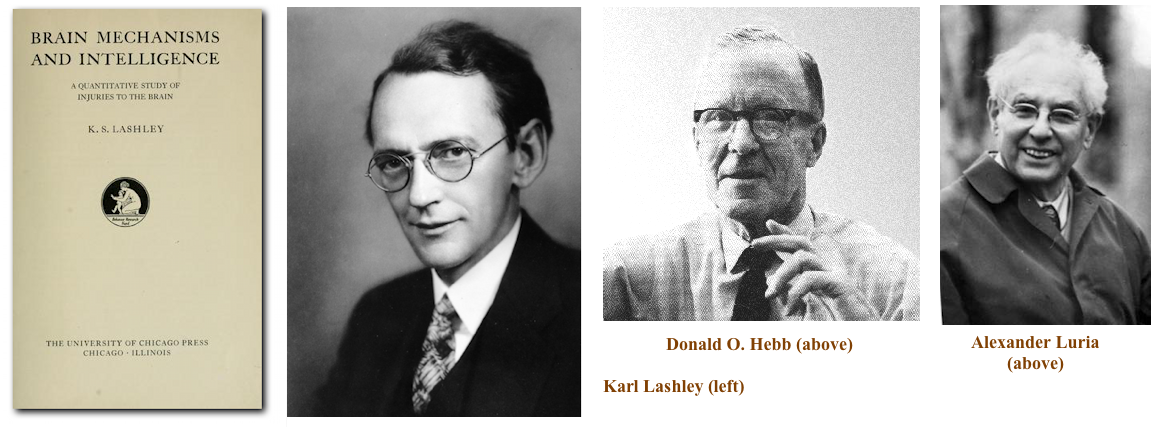 Lashley-Hebb-Luria