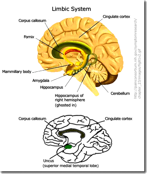 [Limbic]
