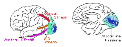 Occipital lobe