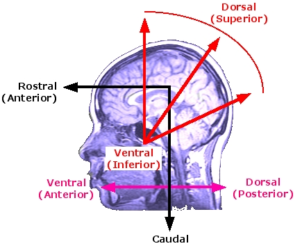 [Orietation in
        CNS]