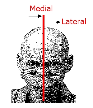 [Medial...Lateral CNS]