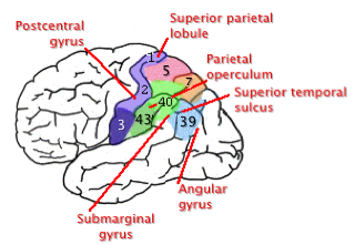 Parietal lobe