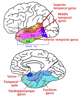 temporal lobe
